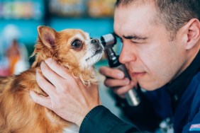 Side view of veterinarian doctor examining dog's eye through ophthalmoscope.