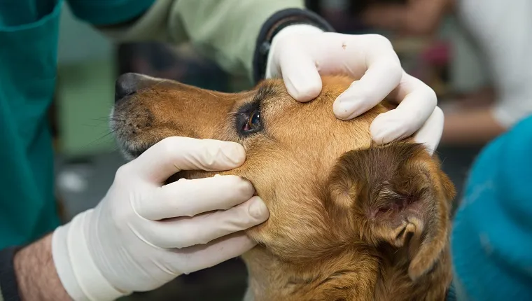 Veterinarian examining a dog from a shelter. Eye examination