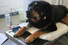 (AUSTRALIA OUT) Zap the rottweiler who gave blood to Rocky the German Shepherd who had two bullets removed in an operation after saving its owner from three burglars in Kingsford, 11 October 2006. SMH Picture by JON REID