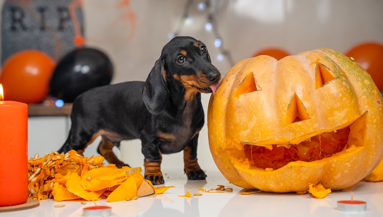 Can Dogs Eat Pumpkin Seeds 1 