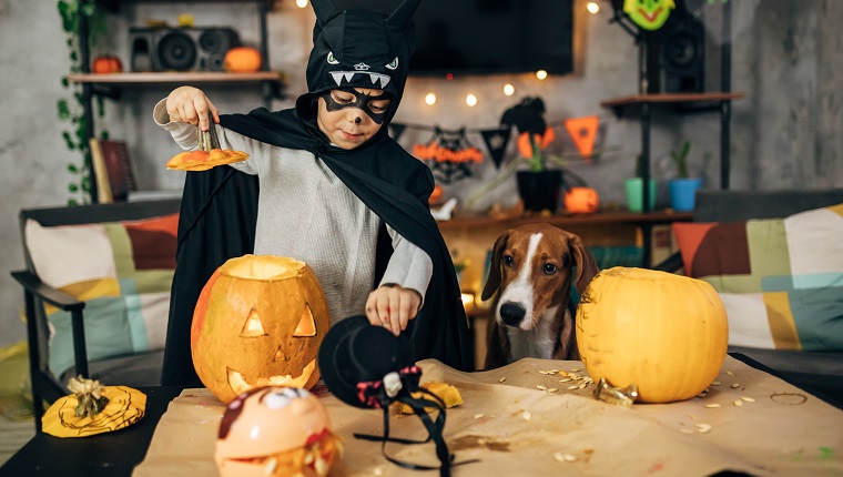 Cheerful older boy wearing a batman costume, and having a painted bat on his face playing with pumpkins and his hound dog before he start with trick or treat on a Halloween eve