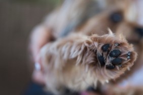 Close-up of a yorkie dog's paw
