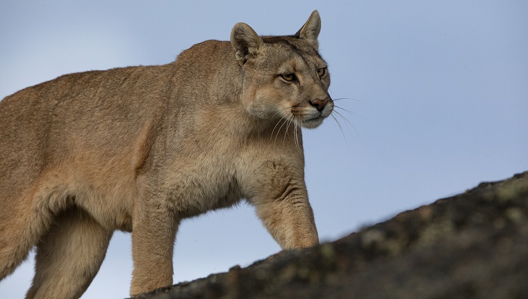 A wild puma or mountain lion in Torres Del Paine National Park in Patagonia, Chile