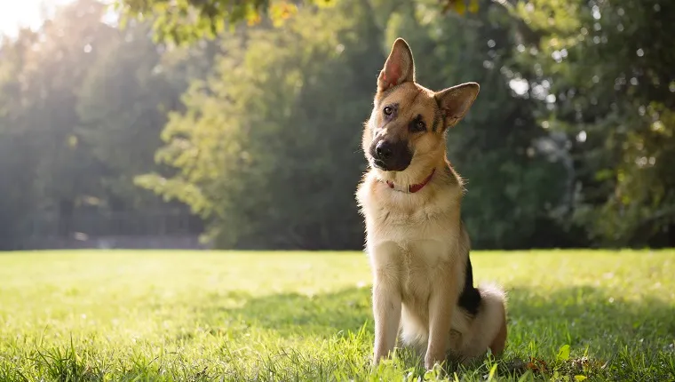 young german shepherd sitting on grass in park and looking with attention at camera, tilting head