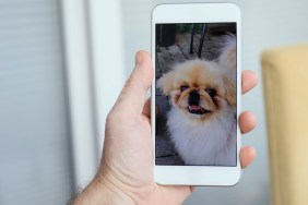 Man in quarantine has a video call with his dog