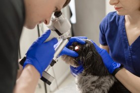 A veterinary ophthalmologist makes a medical procedure, examines the eyes of a dog with an injured eye and an assisent helps her to hold her head."r"nA veterinarian makes biomicroscopy using a slit lamp.