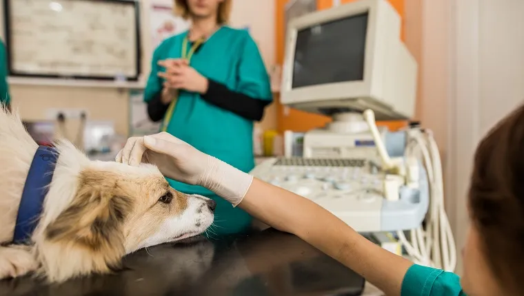 Close up of female veterinarian cuddling a dog before medical exam at animal hospital.
