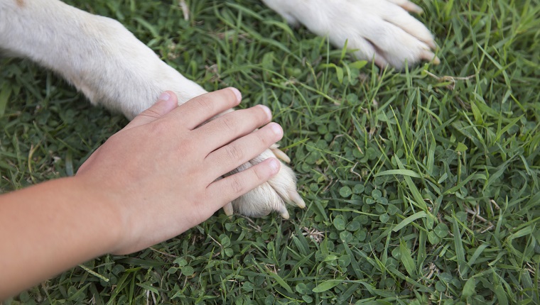 Pet love and togetherness concepts. Boy's hand touching the dog's white paw. Green grass in the background. Horizontal close-up.