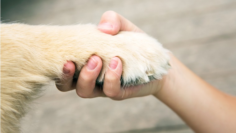 A child boy's hand is shaking the paw of a Golden Retriever dog the background is a blurred deck.