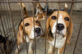Sad Beagle Dog in cage