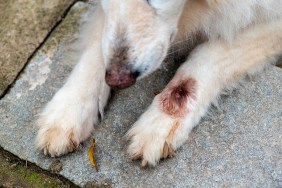 Close-up and selective focus of paw of white German Shephardinfected with botfly