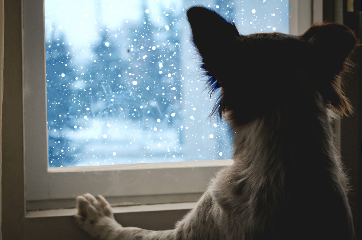 Indoor places best sale to take dogs
