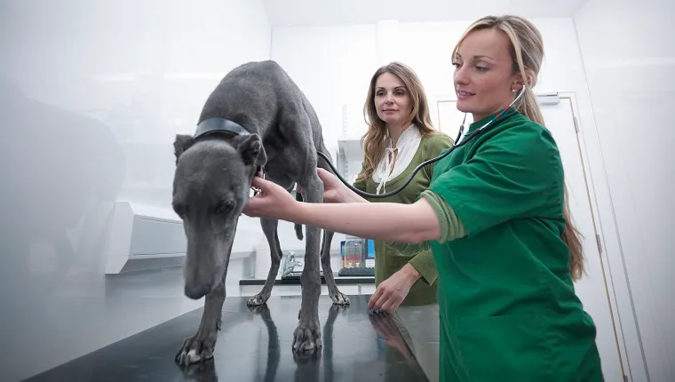 Vet examining greyhound in veterinary consulting room with dog's owner in background