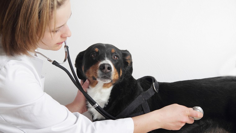 Female veterinarian examining dogs chest