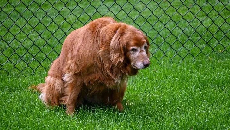 A senior dog goes about her daily needs the best she can.