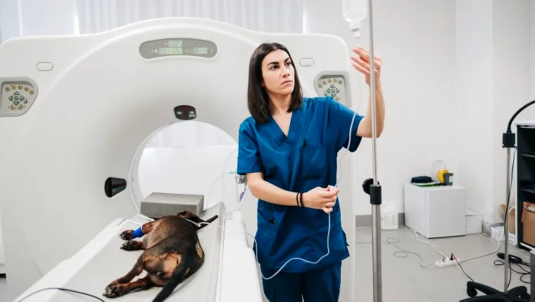 Serious female vet nurse touching cable of plastic cylinder while looking at drop bottle and standing near operated dog lying on imaging equipment in vet hospital