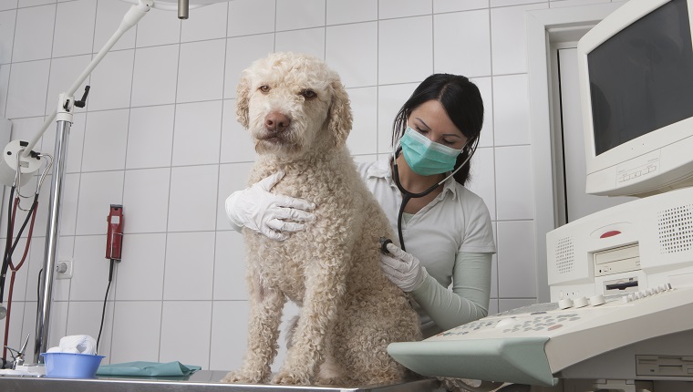 Young veterinarian examining dog in medical clinic