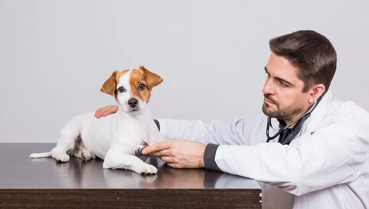 young veterinarian man examining a cute small dog by using stethoscope, isolated on white background. Indoors