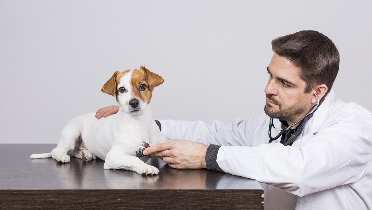 View of Breathing Difficulties In Dogs: Symptoms, Causes, & Treatments - DogTime