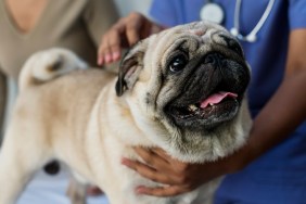 Pet pug in a veterinary clinic
