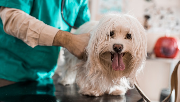 Maltese dog having a medical exam at veterinarian's office and looking at camera.