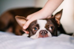 Pet dog being stroked on bed