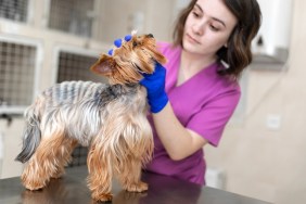 Professional veterinary doctor vaccinates a small dog breed Yorkshire Terrier. A young woman veterinarian Caucasian appearance works in a veterinary clinic. Dog on examination at the vet.