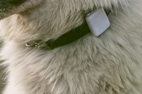 White dog with a location tracking device on the collar