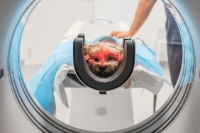 Little dog lying on table ear MRI equipment while being scanned in modern veterinary clinic by anonymous veterinarian