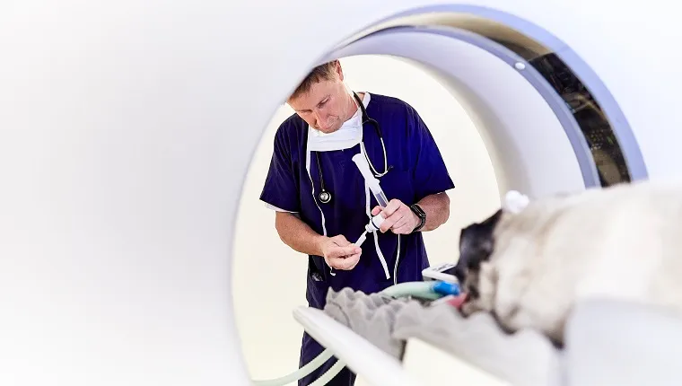 Veterinarian preparing MRI examination for a dog in animal hospital
