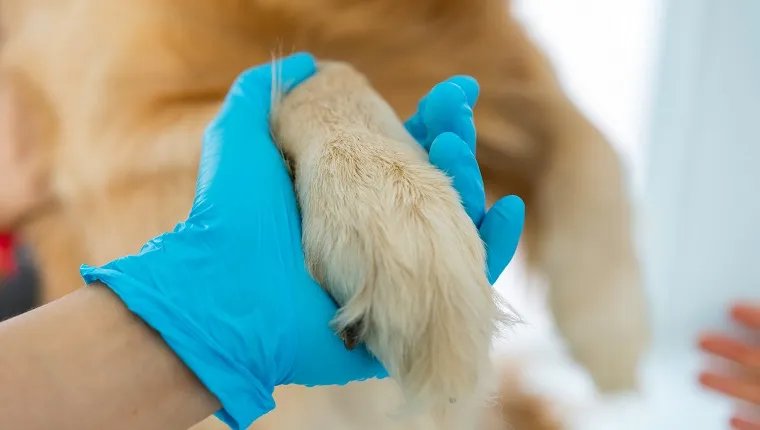 A veterinarian wearing gloves Use the hand to hold the leg of the brown haired dog.