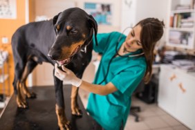 Purebred dog having a medical exam at veterinarian's office.