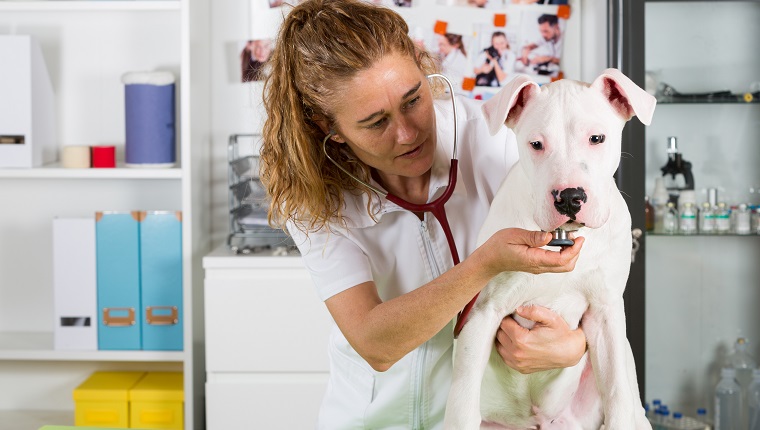Veterinary by listening to a Dogo Argentino dog in his clinic