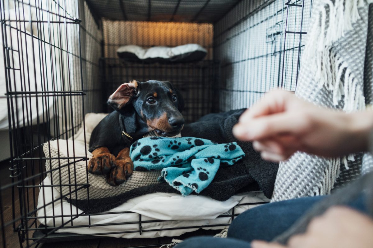 Crate Training To Keep Your Dog Content - Whole Dog Journal