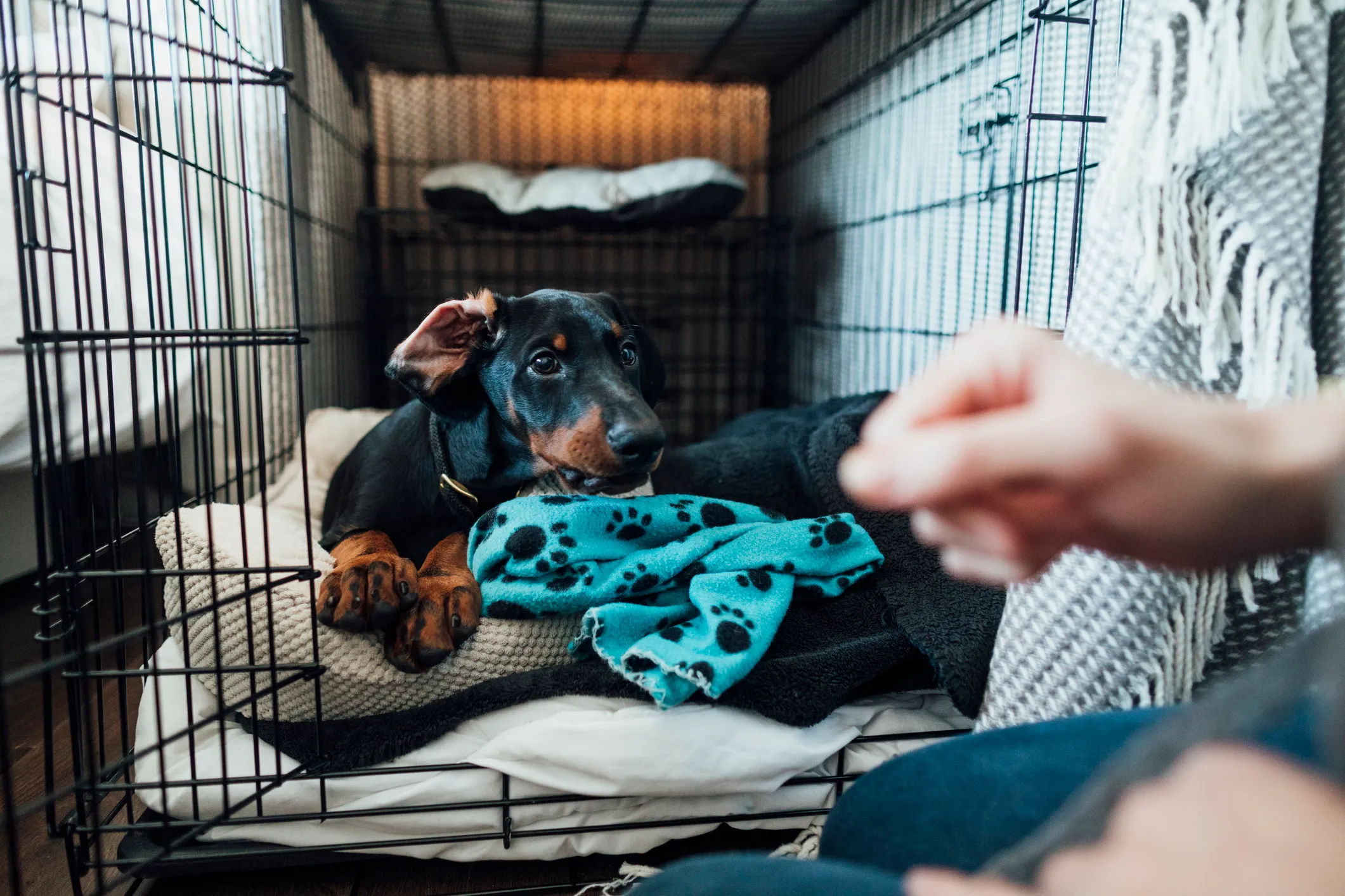 Moving dog crate store out of bedroom