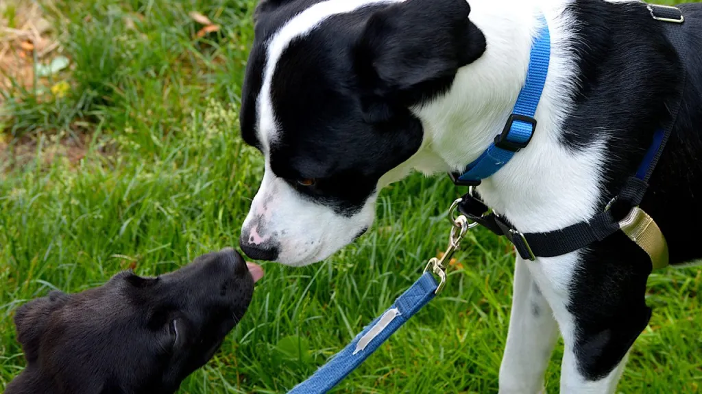 A puppy and Terrier Mix meet each other.