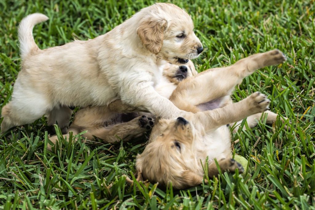 Golden Retriever puppies playing vs dog fighting