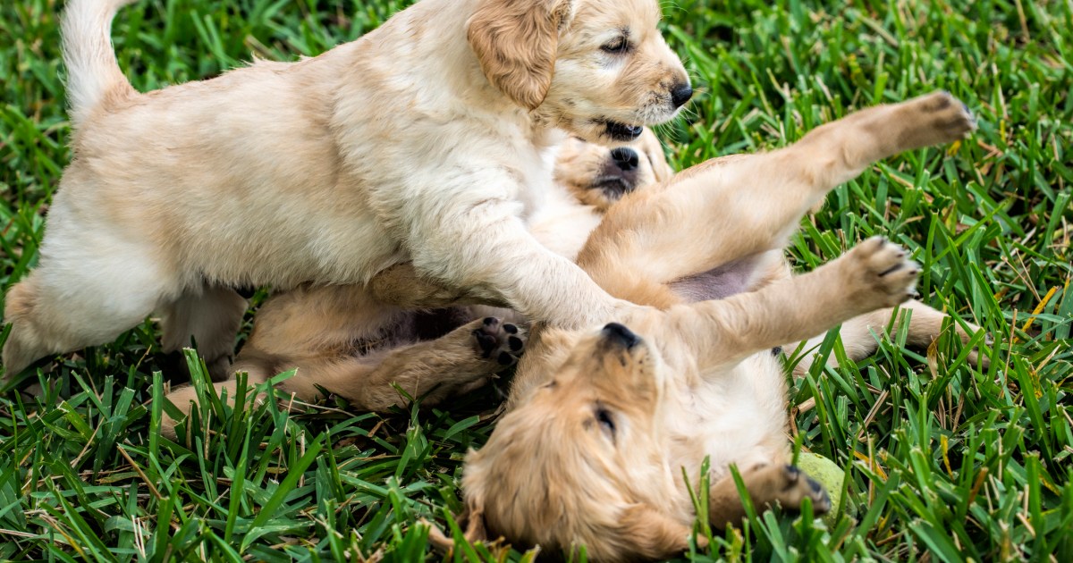 How Can You Tell if Dogs are Playing or Fighting? – American Kennel Club