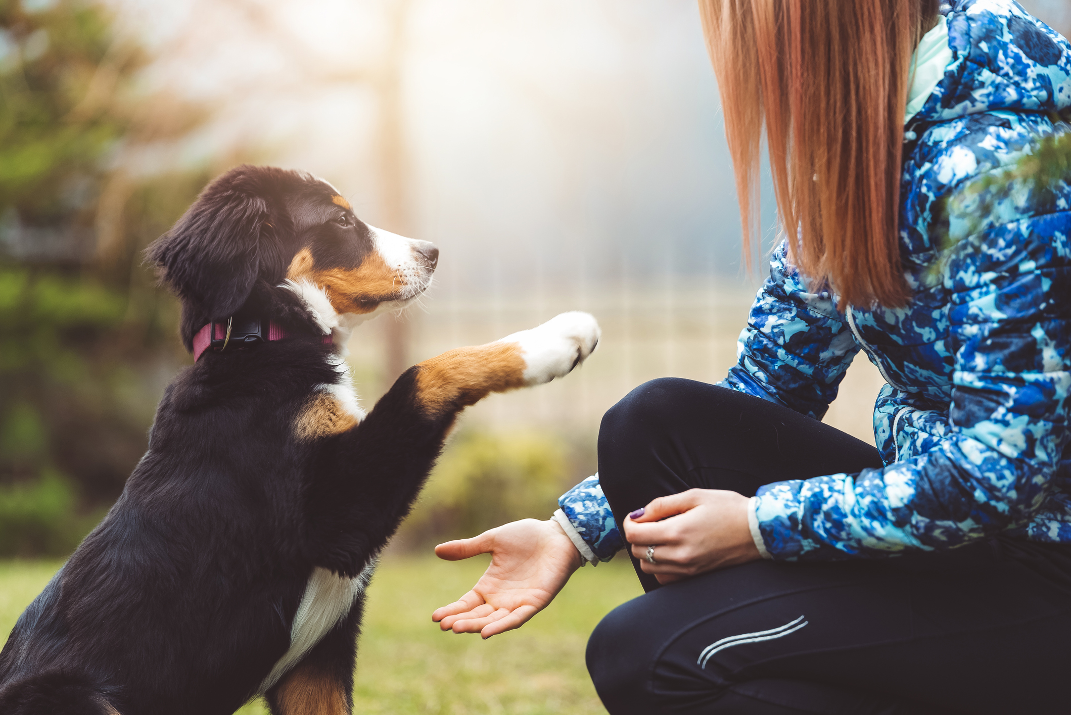 Teaching store puppy tricks