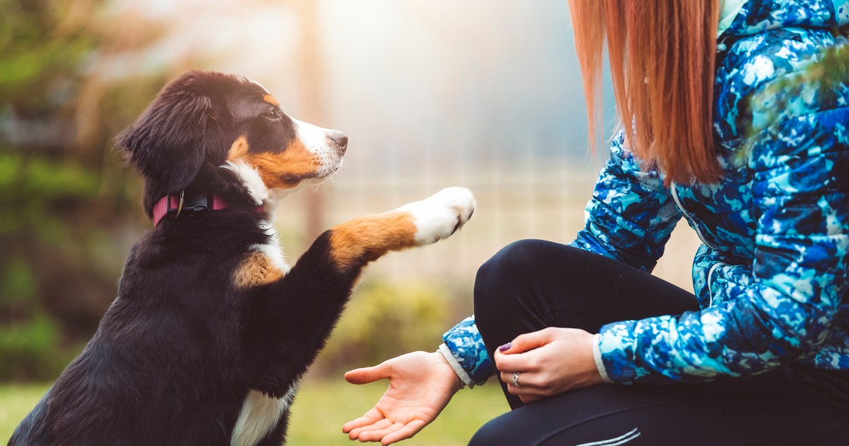 10 Simple Techniques for Training Your Dog