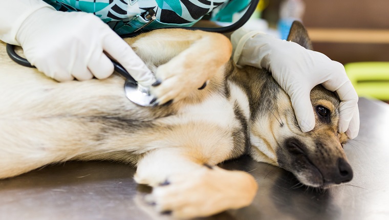 Closeup of veterinary hand consulting an ill dog using a stethoscope while lying on a table
