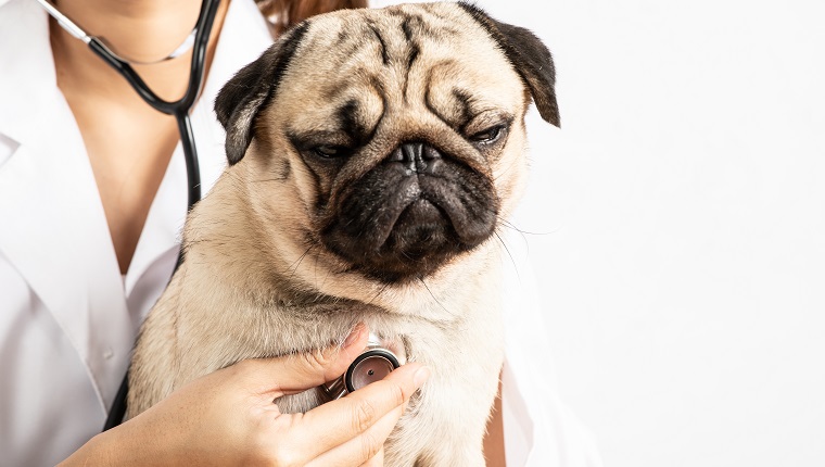 Rhabdomyoma In Dogs: Symptoms, Causes, & Treatments - DogTime