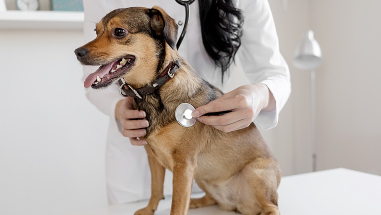 Shot of Veterinarian Hands Checking Dog by Stethoscope in Vet Clinic. Concept of Care, Education, Training and Raising of Animals. Veterinary Clinic Concept. Services of a Doctor for Animals, Health and Treatment of Pets