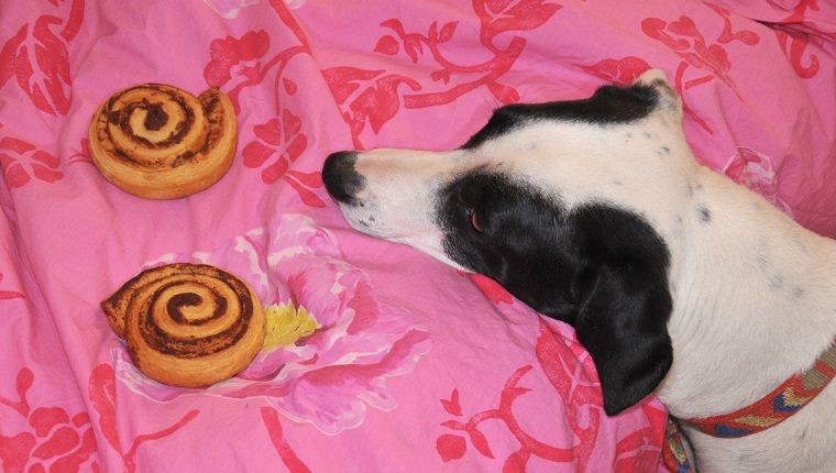 are cinnamon sticks bad for dogs