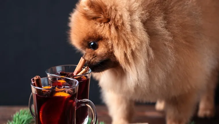 Pomeranian dog in Christmas decorations and with a glass of mulled wine. A dog with a glass of mulled wine
