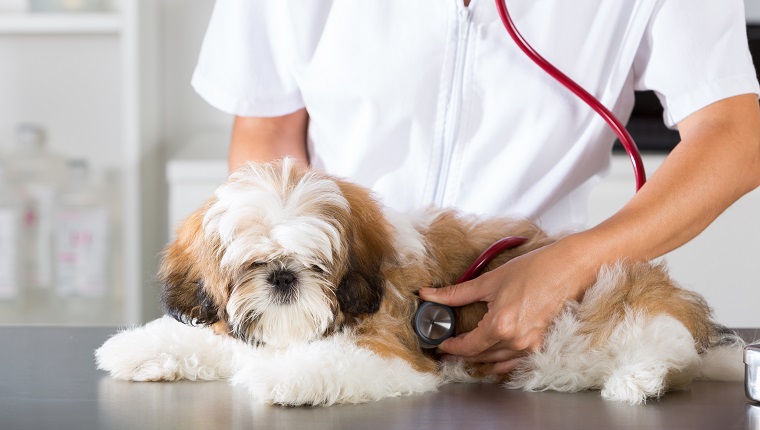 Veterinarian conducting a review with your dog Shih Tzu