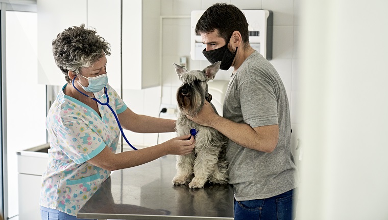 Partial view of man holding schnauzer on examination table while female doctor in scrubs checks vitals with stethoscope, both wearing protective face masks.