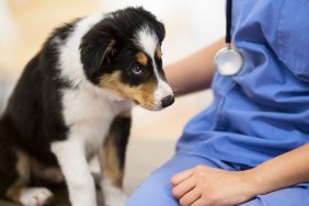 Curious border collie puppy looks up at a veterinarian wearing a blue uniform with a stethoscope that is sitting along side the puppy.
