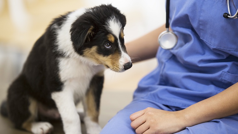 Curious border collie puppy looks up at a veterinarian wearing a blue uniform with a stethoscope that is sitting along side the puppy.