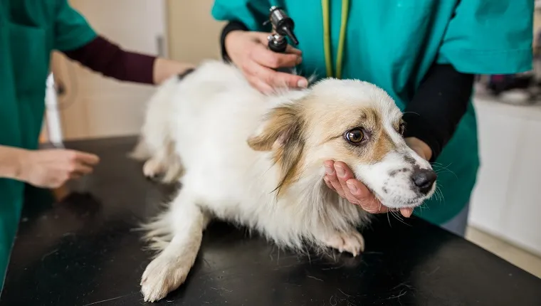 Dog having a medical exam at veterinarian hospital.